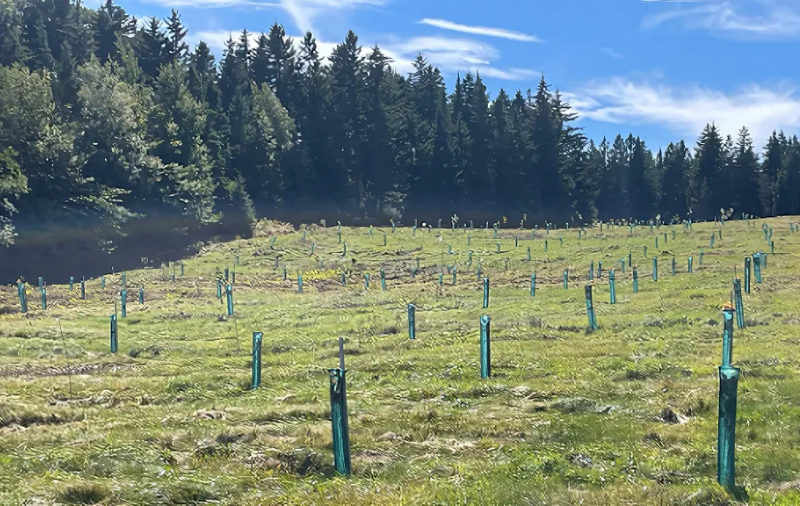 CTaT-ARR-Afforestation-Reforestation-Revegetation-project-Ste Sophie-Quebec-1-800